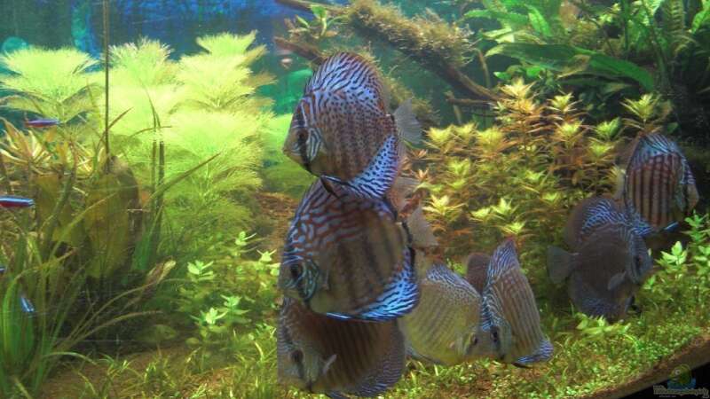 Besatz im Aquarium Becken 3368 von Skorpion fan (9)