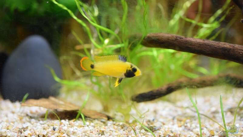 Einrichtungsbeispiele für die Haltung von Apistogramma nijsseni (Panda-Zwergbuntbarsch) im Aquarium