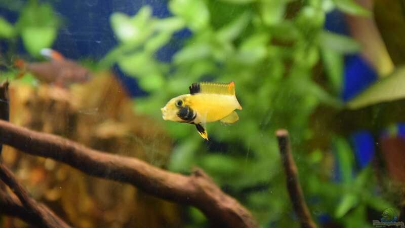 Einrichtungsbeispiele für die Haltung von Apistogramma nijsseni (Panda-Zwergbuntbarsch) im Aquarium