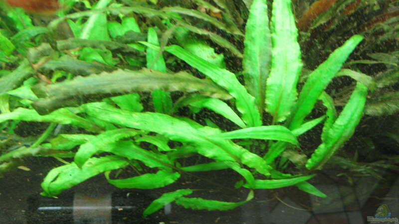 Cryptocoryne wendtii ´Green´ von Frank Muth (3)