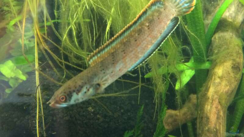 Channa spec. Red Fin von Harald Kästner (33)