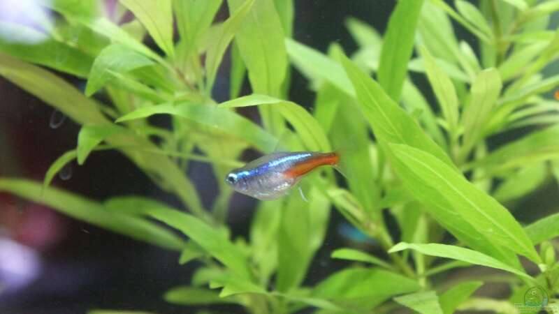 Neon Tetra von ESA_72 (28)