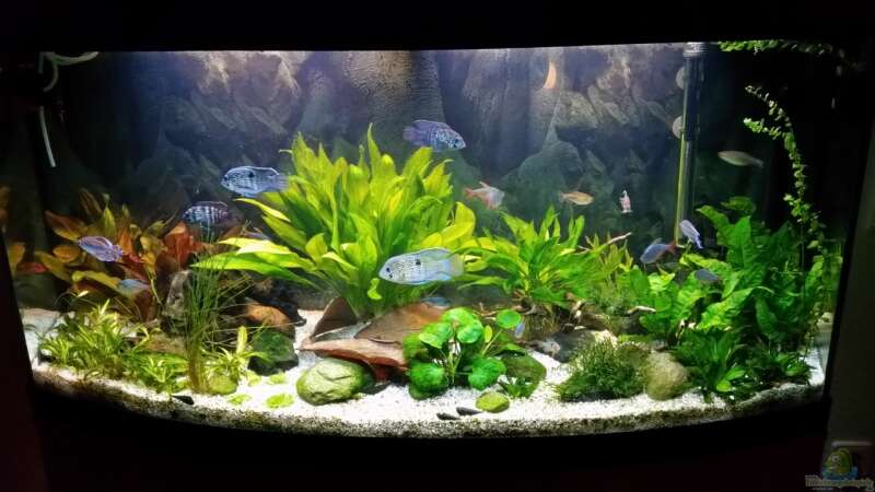 Aquarium Hauptansicht von Fluval Vicenza 260 von Olebambole