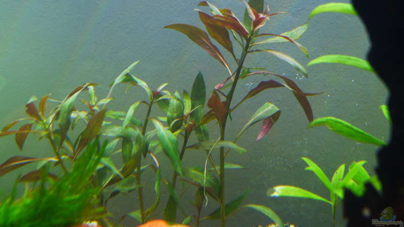 Aquarien mit Ludwigia glandulosa (Rote Stern-Ludwigie)