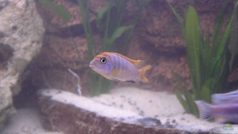 Labidochromis hongi von Florian Frank (12)