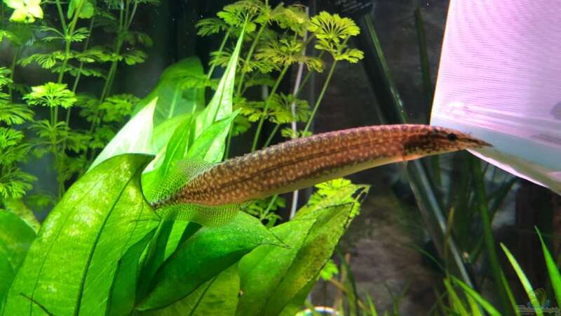 Stachelaale im Aquarium halten (Einrichtungsbeispiele für Stachelaale)