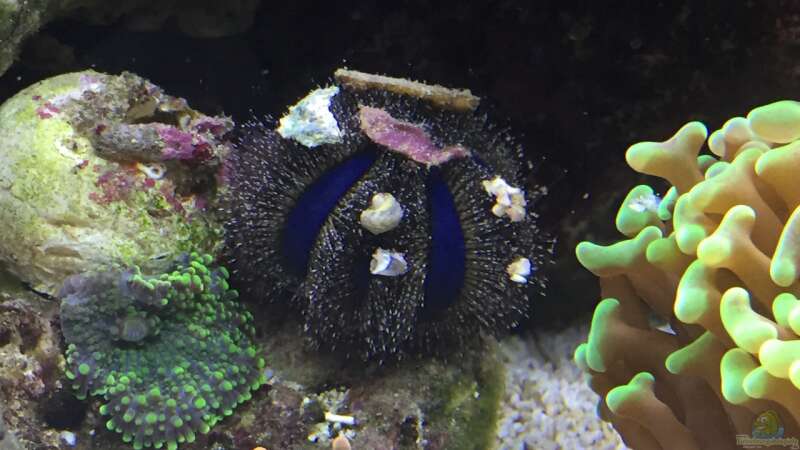 Mespilia globulus im Aquarium halten (Einrichtungsbeispiele für Kugel-Seeigel)