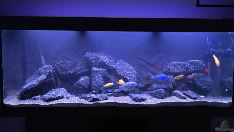 Aquarium Frontansicht von CJ (8)