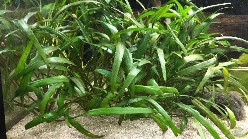 Cryptocoryne lucens von Danny (18)