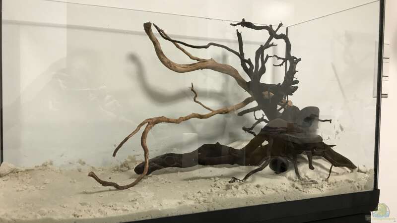 Hardscape im Aufenthaltsaquarium von Raven887 (14)