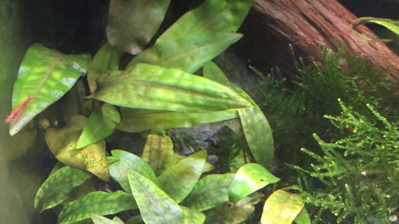 Cryptocoryne purpurea im Aquarium pflegen (Einrichtungsbeispiele für Purpur-Wasserkelch)