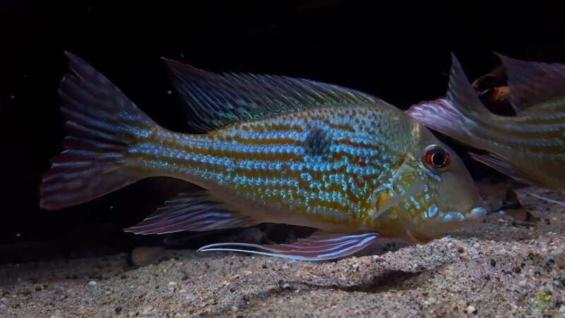 Aquarien mit Geophagus abalios (Einrichtungsbeispiele für Orinoco-Erdfresser)