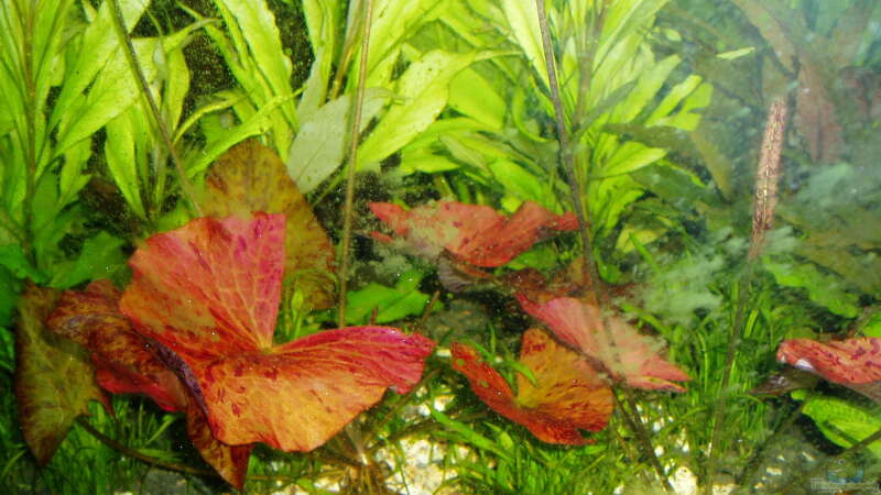 Nymphea lotus rot vor Hygrophila corymbosa Thailand von Reiner Dr. Med. Jesse (42)