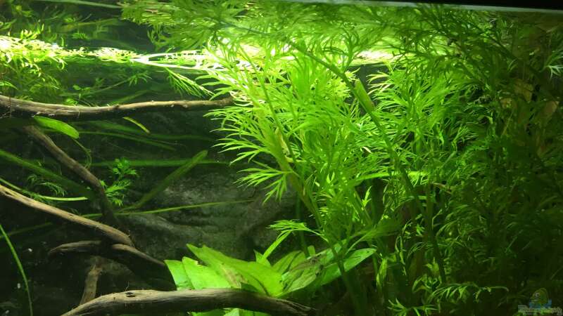 Aquarium Hauptansicht von Becken 24 von der Steirer (5)