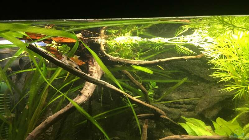 Aquarium Hauptansicht von Becken 24 von der Steirer (6)