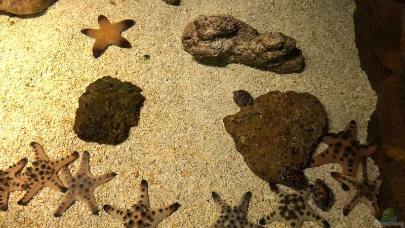 Besuch im Manila Ocean Park auf den Philippinen