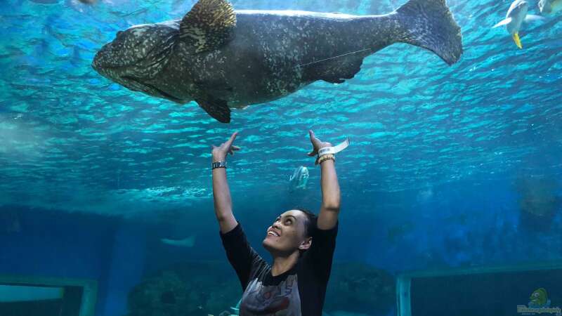 Besuch im Manila Ocean Park auf den Philippinen