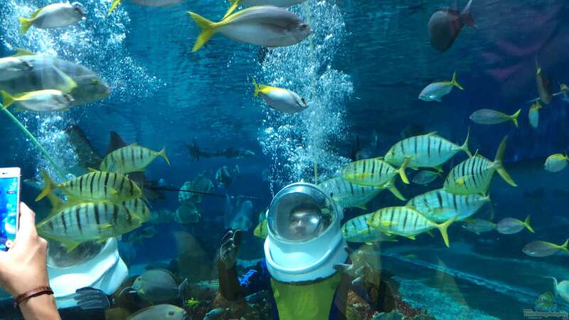 Besuch im Manila Ocean Park auf den Philippinen