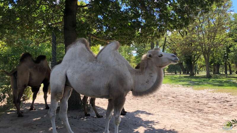 WILHELMA 1 - Zoologisch-Botanischer Garten in Stuttgart