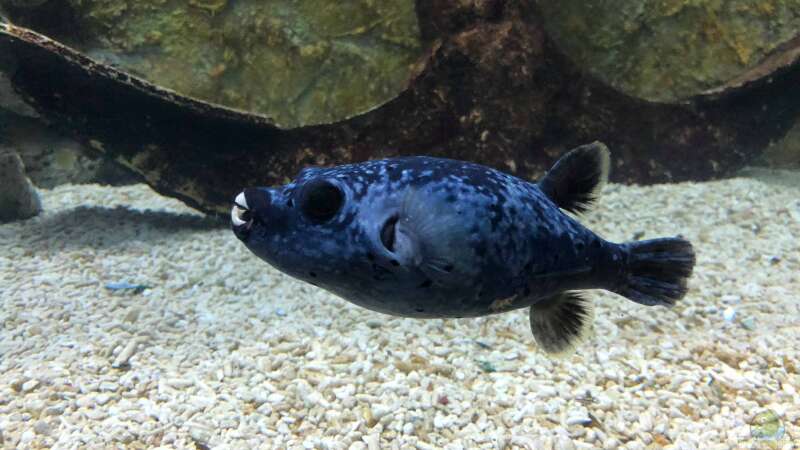 Besuch im Manila Ocean Park auf den Philippinen