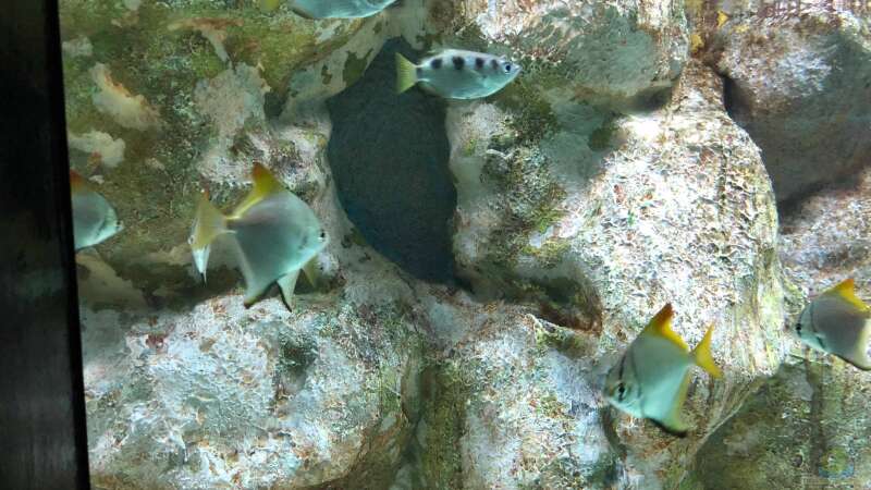 Besuch im Manila Ocean Park auf den Philippinen