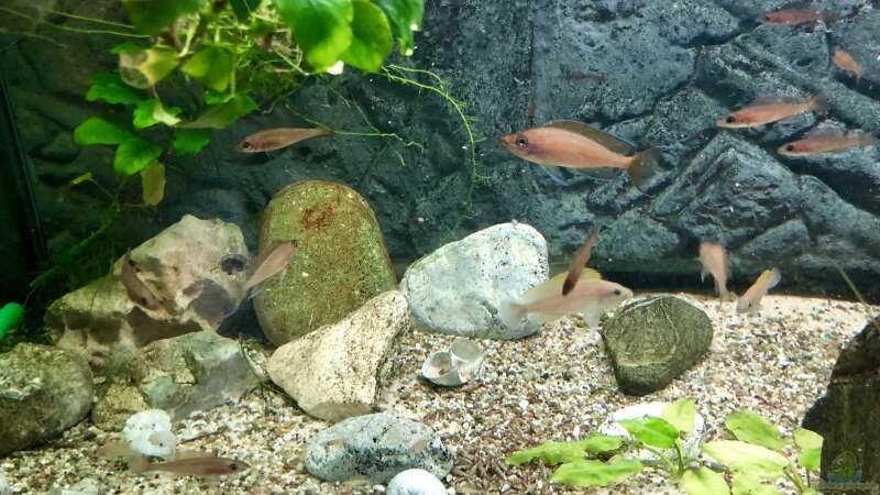 Aquarien mit Neolamprologus caudopunctatus (Gelbflossen-Tanganjikabuntbarsch)