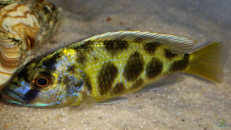 Nimbochromis venustus von ehemaliger User (16)