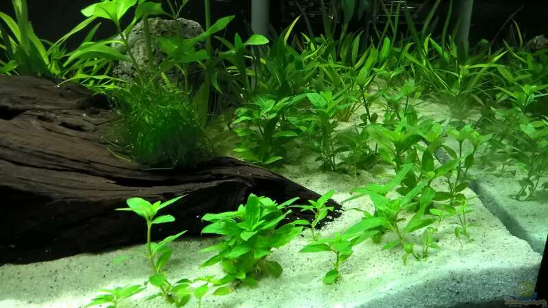 Aquarien mit Staurogyne repens (Kriechende Staurogyne)