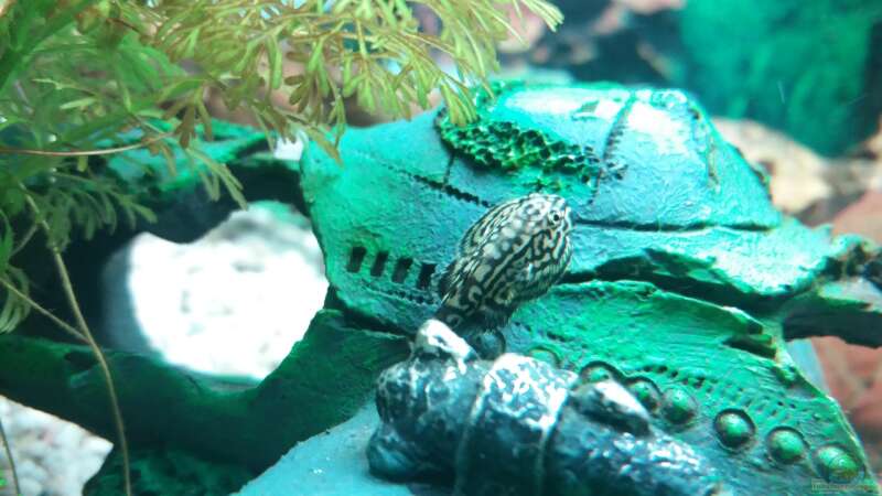 Gastromyzon Arten im Aquarium halten (Einrichtungsbeispiele für Flossensauger)