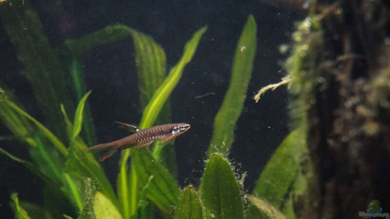 Copella arnoldi im Aquarium halten (Einrichtungsbeispiele für Spritzsalmler)