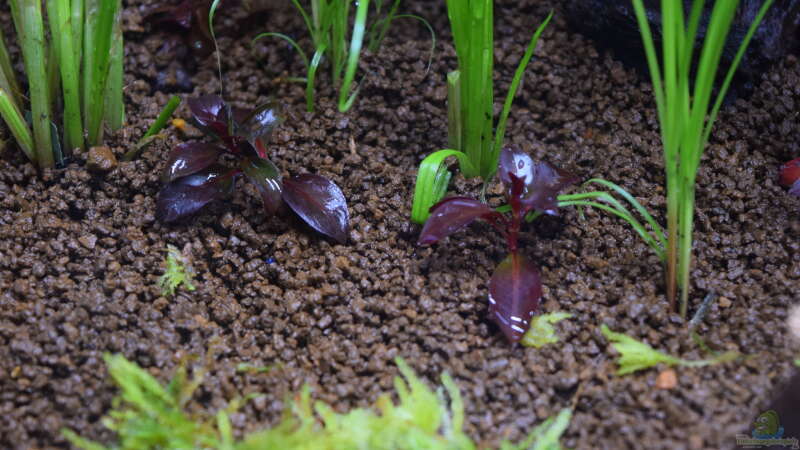 Ludwigia sp. Super Red von Junglist (7)