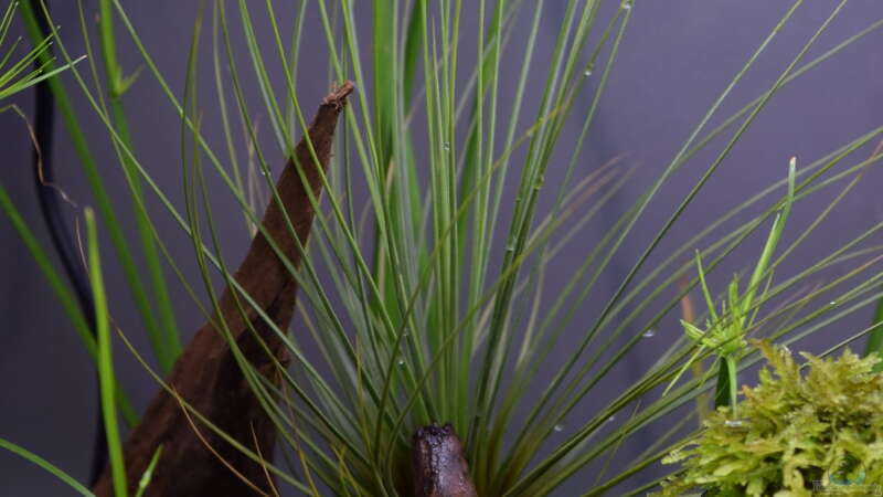 Tillandsia festucoides von Junglist (11)