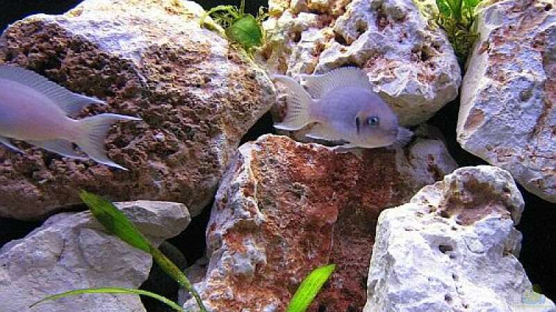 Einrichtungsbeispiele für Aquarien mit Prinzessin von Burundi (Neolamprologus brichardi)