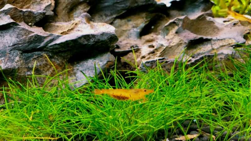 Goldene Tigergarnelen von alper_aquascape (8)