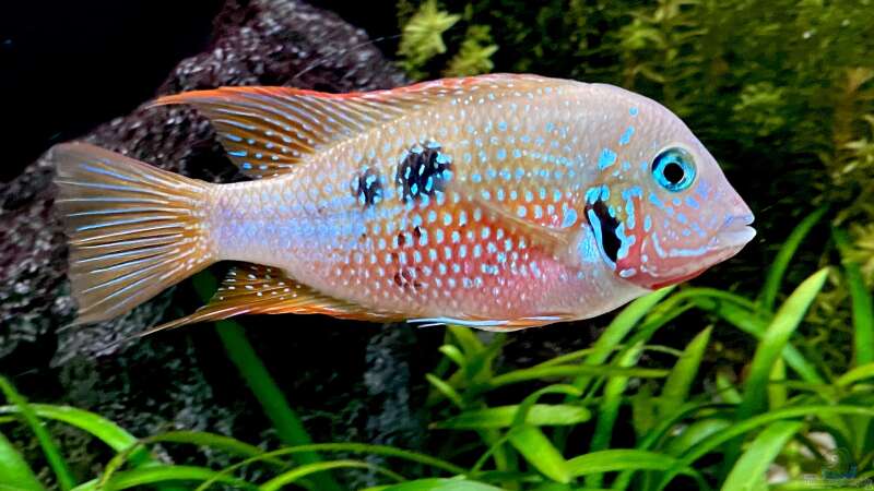 Einrichtungsbeispiele für die Haltung von Thorichthys maculipinnis (Elliots Buntbarsch) im Aquarium