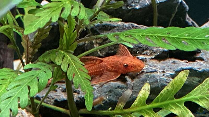 Einrichtungsbeispiele mit Hexenwelsen (Rineloricaria fallax)