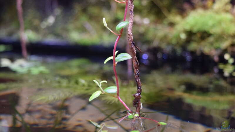 Peperomia sp. von Junglist (27)