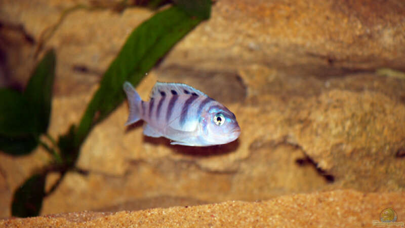 Einrichtungsbeispiele mit Metriaclima / Pseudotropheus lombardoi (Lilienmaulbrüter)