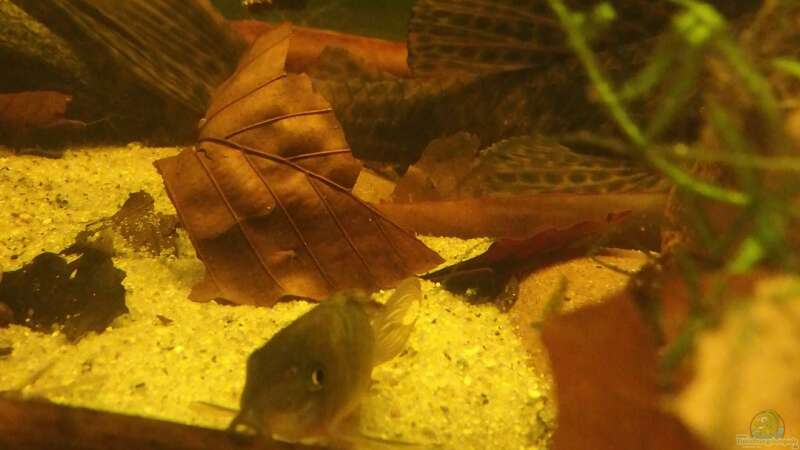 Aquarien mit Corydoras splendens (Einrichtungsbeispiele mit Smaragdpanzerwels)