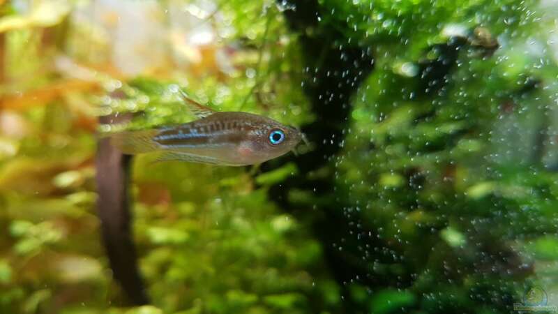 Trichopsis pumila von YoshiMaus (31)