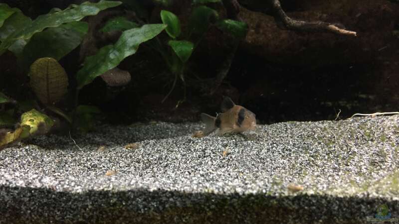 Corydoras panda von Danny (44)