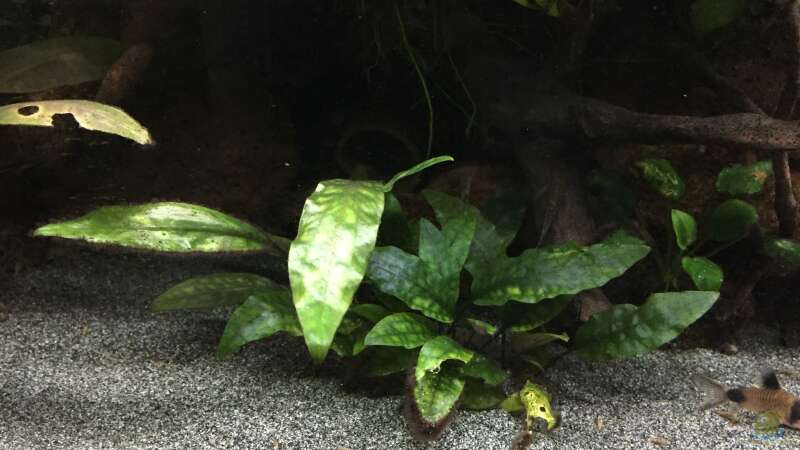 Cryptocoryne x purpurea von Danny (25)