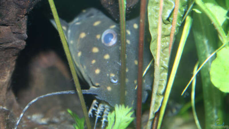 Besatz im Aquarium Becken 3685 von Pascal Schneider (2)