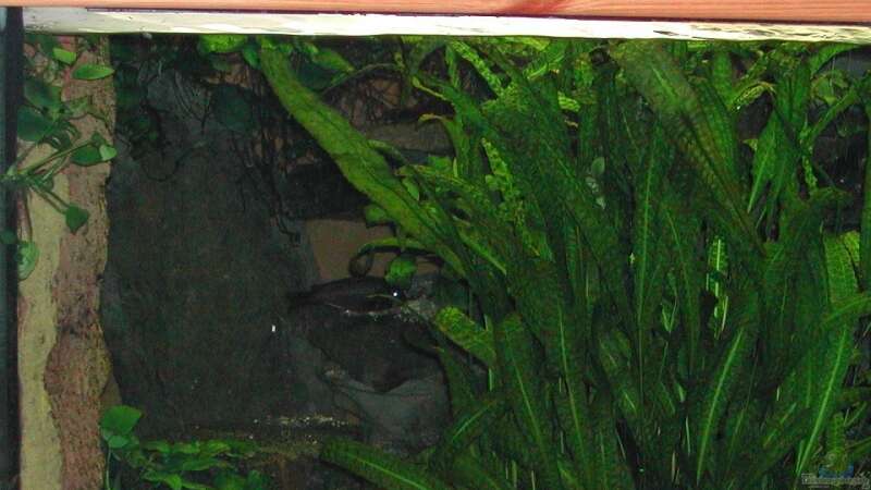 Aquarien mit Cryptocoryne usteriana