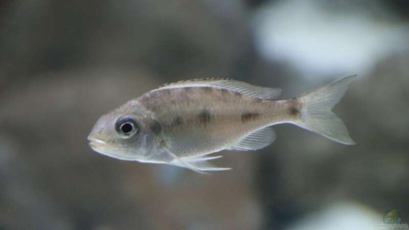 Opthalmotilapia ventralis Mtoto von 8 CBM (90)