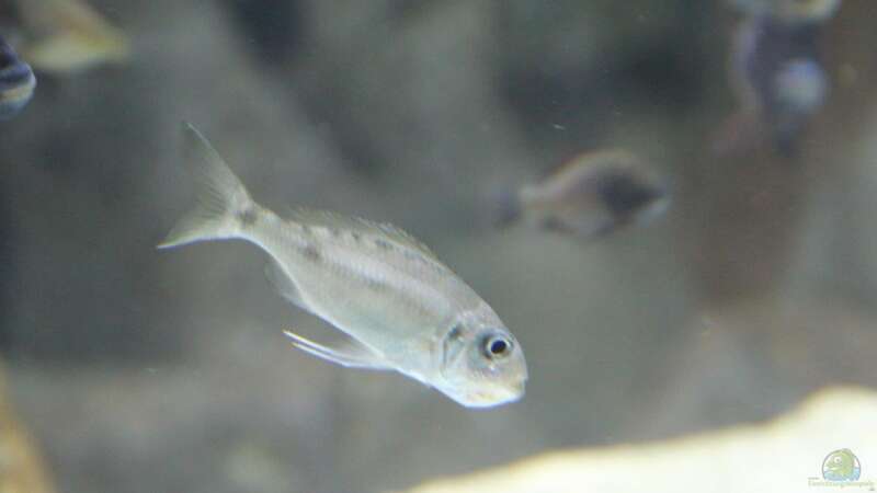 Opthalmotilapia ventralis Mtoto von 8 CBM (91)