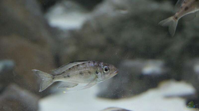 Opthalmotilapia ventralis Mtoto von 8 CBM (92)