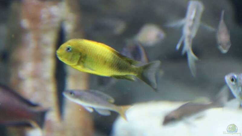 Tropheus moori kiriza yellow von 8 CBM (102)