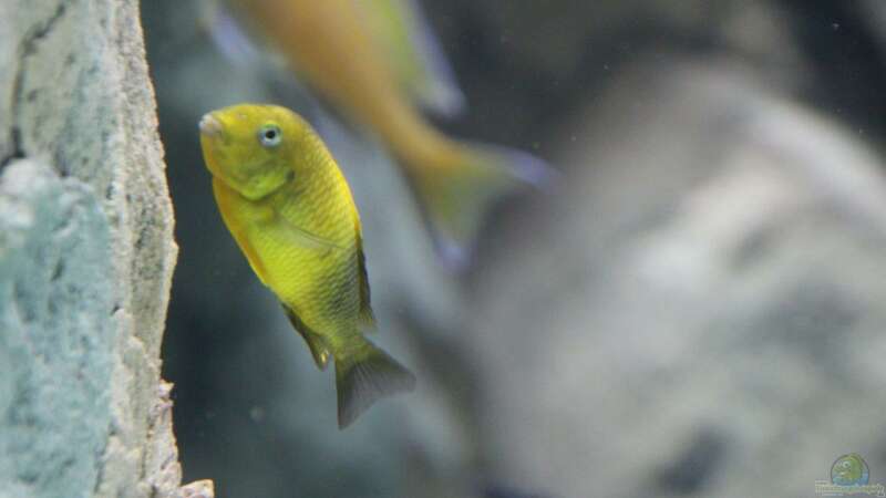 Tropheus moori kiriza yellow von 8 CBM (103)