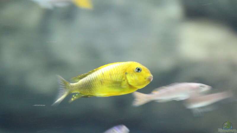 Tropheus moori kiriza yellow von 8 CBM (104)